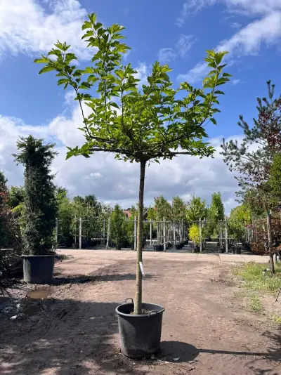 Witte moerbei, Morus 'Fruitless', dakboom, ca. 200 cm stamhoogte – kavel bij Onlineveilingmeester, Ederveen