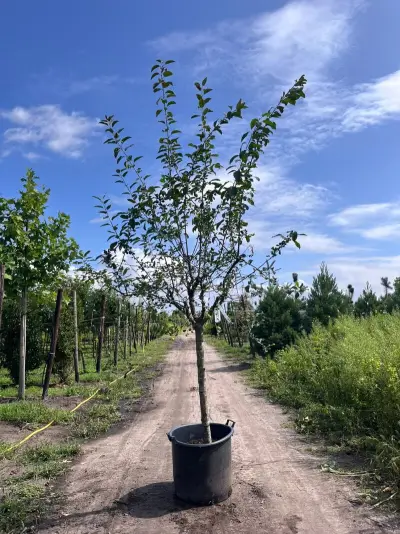 Sierappel, Malus 'Red Sentinel', bloesemboom, rode sierappeltjes, ca. 2 m hoog – kavel bij Onlineveilingmeester, Ederveen