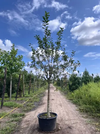 2x Sierappel, Malus 'Red Sentinel', bloesemboom, rode sierappeltjes, ca. 2 m hoog – kavel bij Onlineveilingmeester, Ederveen