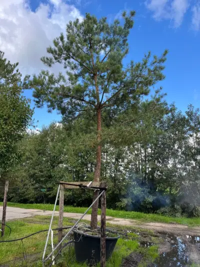 Grove den, Pinus Sylvestris, naaldboom, wintergroen, ca. 6 m hoog – kavel bij Onlineveilingmeester, Ederveen