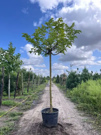 2x Witte moerbei, Morus 'Fruitless', dakvorm, ca. 220 cm stamhoogte – kavel bij Onlineveilingmeester, Ederveen