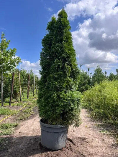 Koningsconifeer, Thuja 'Smaragd', zuilvorm, wintergroen, ca. 250 cm hoog – kavel bij Onlineveilingmeester, Ederveen