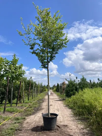 Japanse schijniep, Zelkova Serrata, hoogstam, ca. 4-5 m hoog – kavel bij Onlineveilingmeester, Ederveen