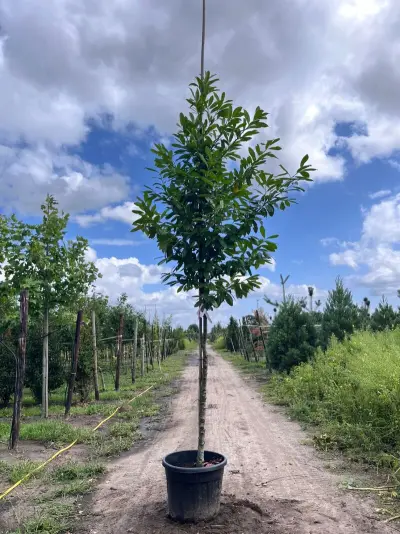 4x Laurierkers, Prunus 'Novita', leigeschikt, wintergroen, ca. 3.5-4 m hoog – kavel bij Onlineveilingmeester, Ederveen