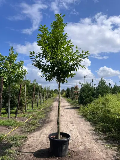 Laurierkers, Prunus 'Novita', leigeschikt, wintergroen, ca. 4 m hoog – kavel bij Onlineveilingmeester, Ederveen