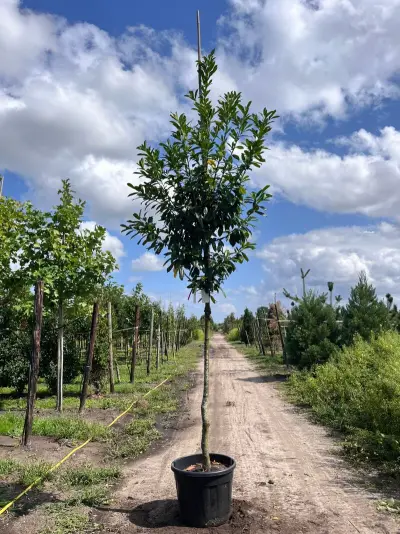 2x Laurierkers, Prunus 'Novita', leigeschikt, wintergroen, ca. 4 m hoog – kavel bij Onlineveilingmeester, Ederveen