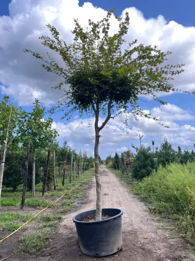 Japanse esdoorn, Acer Palmatum, karakterboom, herfstverkleuring, ca. 4 m hoog – kavel bij Onlineveilingmeester, Ederveen