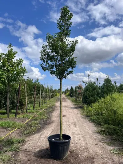 2x Portugese laurier, Prunus 'Angustifolia', leigeschikt, wintergroen, ca. 3-4 m hoog – kavel bij Onlineveilingmeester, Ederveen