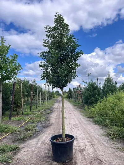 5x Portugese laurier, Prunus 'Angustifolia', leigeschikt, wintergroen, ca. 3-4 m hoog – kavel bij Onlineveilingmeester, Ederveen