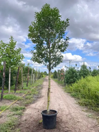 4x Portugese laurier, Prunus 'Angustifolia', leigeschikt, wintergroen, ca. 3-4 m hoog – kavel bij Onlineveilingmeester, Ederveen