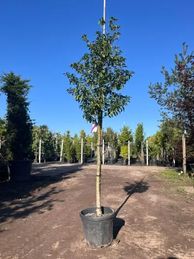 5x Portugese laurier, Prunus 'Angustifolia', leigeschikt, wintergroen, ca. 3 m hoog – kavel bij Onlineveilingmeester, Ederveen