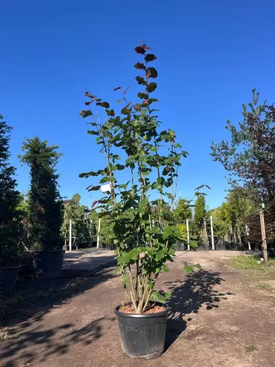 2x Rode hazelaar, Corylus 'Purpurea', sierheester, roodbladig, ca. 225 cm hoog – kavel bij Onlineveilingmeester, Ederveen
