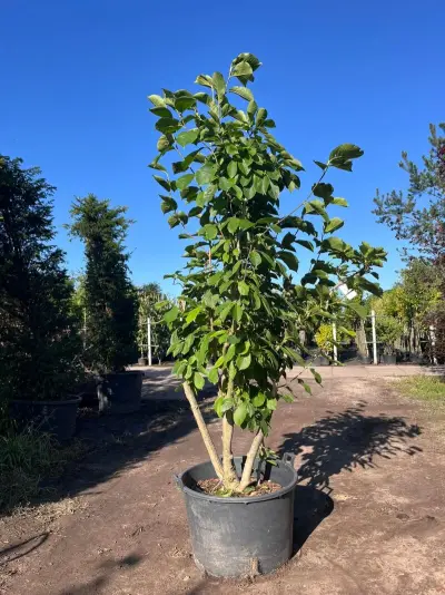 Japanse magnolia, Magnolia Kobus, meerstammig, witte bloei, ca. 2.5 m hoog – kavel bij Onlineveilingmeester, Ederveen