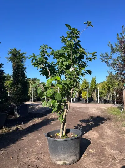 Japanse magnolia, Magnolia Kobus, meerstammig, witte bloei, ca. 2.5 m hoog – kavel bij Onlineveilingmeester, Ederveen
