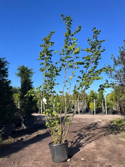 Hazelaar, Corylus Avellana, sierheester, ca. 3.5 m hoog – kavel bij Onlineveilingmeester, Ederveen
