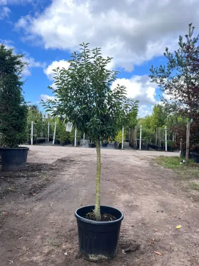 Portugese laurier, Prunus 'Angustifolia', bolvorm, wintergroen, ca. 1.5 m hoog – kavel bij Onlineveilingmeester, Ederveen