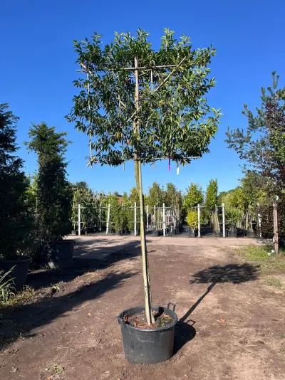 Portugese laurier, Prunus 'Angustifolia', leiboom, wintergroen, ca. 160cm stamhoogte – kavel bij Onlineveilingmeester, Ederveen