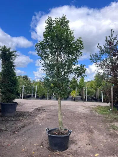 2x Portugese laurier, Prunus 'Angustifolia', halfstam, wintergroen, ca. 3 m hoog – kavel bij Onlineveilingmeester, Ederveen
