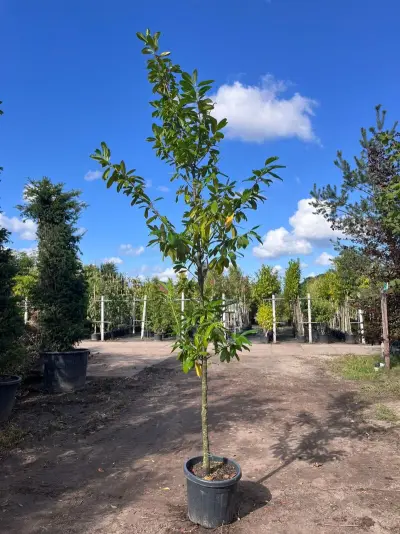 3x Laurierkers, Prunus 'Novita', leigeschikt, wintergroen, ca. 3 m hoog – kavel bij Onlineveilingmeester, Ederveen