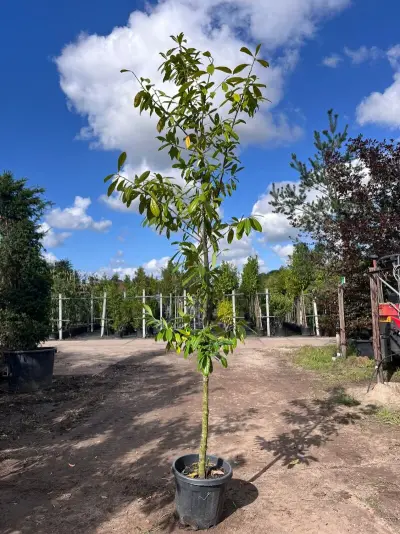 4x Laurierkers, Prunus 'Novita', leigeschikt, wintergroen, ca. 3 m hoog – kavel bij Onlineveilingmeester, Ederveen
