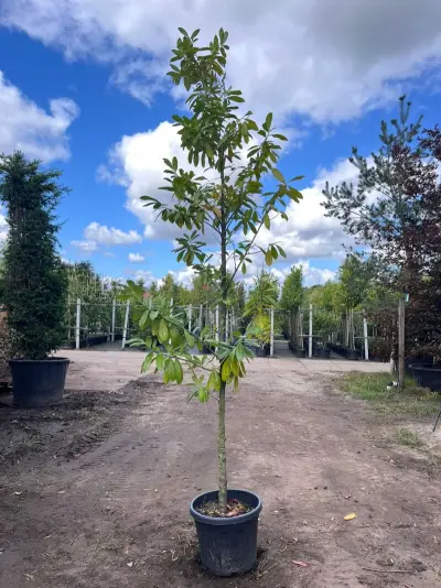 2x Laurierkers, Prunus 'Novita', leigeschikt, wintergroen, ca. 3 m hoog – kavel bij Onlineveilingmeester, Ederveen