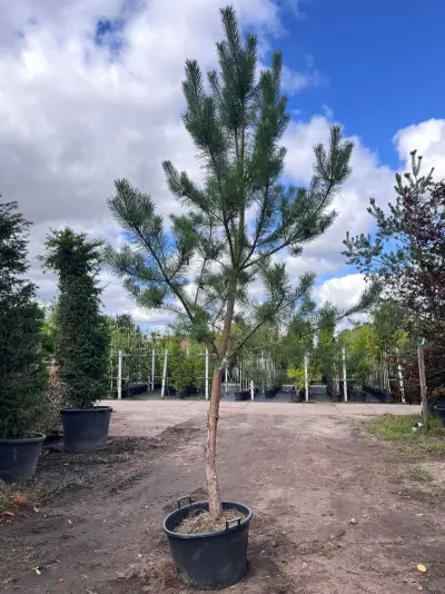 Grove den, Pinus Sylvestris, naaldboom, wintergroen, ca. 3.5 m hoog – kavel bij Onlineveilingmeester, Ederveen