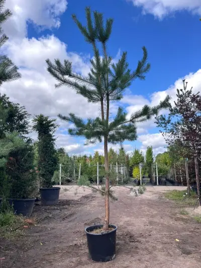 2x Grove den, Pinus Sylvestris, naaldboom, wintergroen, ca. 3.5 m hoog – kavel bij Onlineveilingmeester, Ederveen