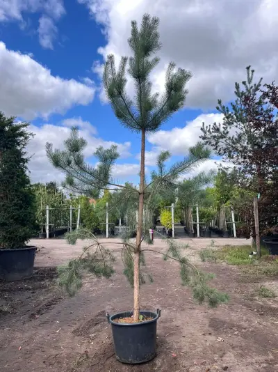 3x Grove den, Pinus Sylvestris, naaldboom, wintergroen, ca. 3 m hoog – kavel bij Onlineveilingmeester, Ederveen