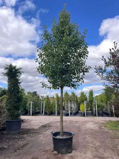 Sierpeer, Pyrus 'Chanticleer', bloesemboom, witte bloesem, ca. 5-6 m hoog – kavel bij Onlineveilingmeester, Ederveen