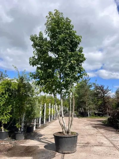 Amberboom, Liquidambar Styraciflua, meerstammig, herfstverkleuring, ca. 5 m hoog – kavel bij Onlineveilingmeester, Ederveen