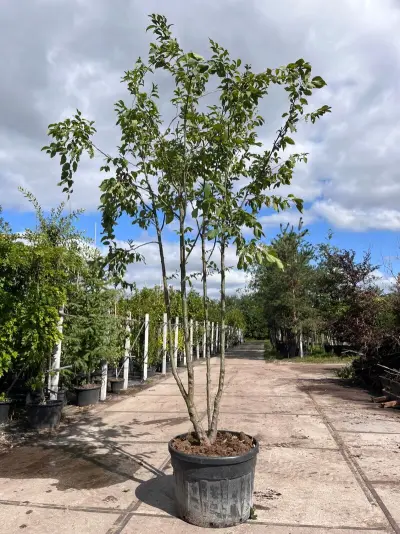 2x Europese hopbeuk, Ostrya Carpinifolia, meerstammig, ca. 3.5-4 m hoog – kavel bij Onlineveilingmeester, Ederveen