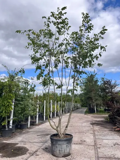 Europese hopbeuk, Ostrya Carpinifolia, meerstammig, ca. 3.5-4 m hoog – kavel bij Onlineveilingmeester, Ederveen