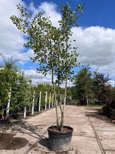 Zwarte els, Alnus Glutinosa, meerstammig, ca. 3.5-4 m hoog – kavel bij Onlineveilingmeester, Ederveen