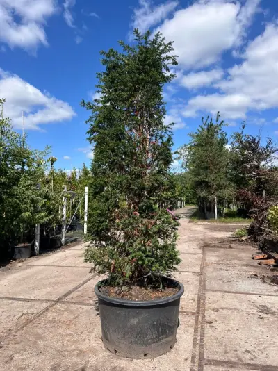 3x Venijnboom, Taxus Baccata, haagplant, wintergroen, ca. 300-350 cm hoog – kavel bij Onlineveilingmeester, Ederveen