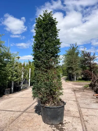 7x Venijnboom, Taxus Baccata, haagplant, wintergroen, ca. 325-375 cm hoog – kavel bij Onlineveilingmeester, Ederveen