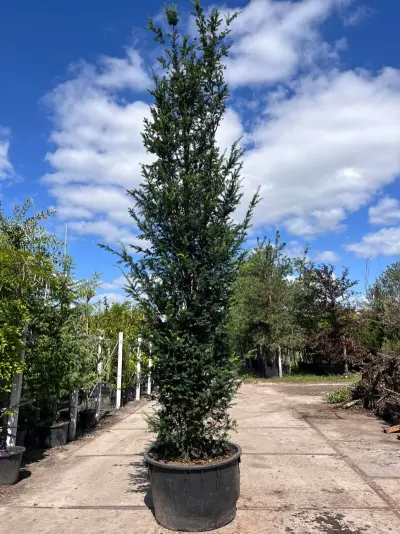 3x Venijnboom, Taxus Baccata, haagplant, wintergroen, ca. 375-425 cm hoog – kavel bij Onlineveilingmeester, Ederveen