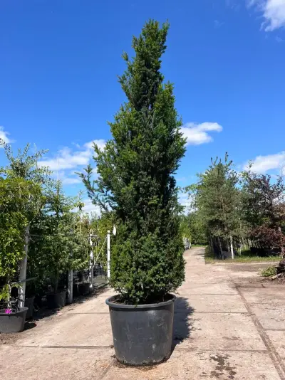 2x Venijnboom, Taxus Baccata, haagplant, wintergroen, ca. 350-400 cm hoog – kavel bij Onlineveilingmeester, Ederveen