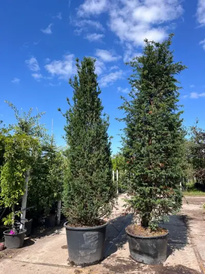 4x Venijnboom, Taxus Baccata, haagplant, wintergroen, ca. 400-450 cm hoog – kavel bij Onlineveilingmeester, Ederveen