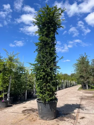 4x Venijnboom, Taxus Baccata, haagplant, wintergroen, ca. 250-400 cm hoog – kavel bij Onlineveilingmeester, Ederveen