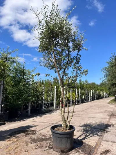 Kurkeik, Quercus Suber, meerstammig, kurkstam, ca. 2-2.5 m hoog – kavel bij Onlineveilingmeester, Ederveen