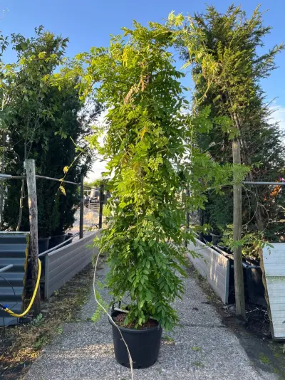 2x Blauweregen, Wisteria 'Prolific', zuilvorm, blauwe bloei, ca. 2.5 m hoog – kavel bij Onlineveilingmeester, Ederveen