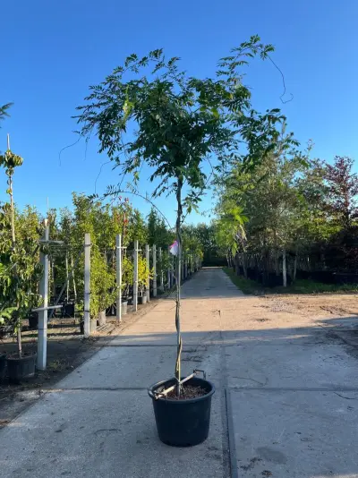 3x Blauweregen, Wisteria 'Prolific', dakvorm, blauwe bloei, ca. 2.5 m hoog – kavel bij Onlineveilingmeester, Ederveen