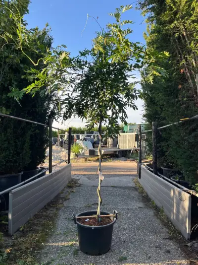Blauweregen, Wisteria 'Prolific', dakvorm, blauwe bloei, ca. 2.5 m hoog – kavel bij Onlineveilingmeester, Ederveen