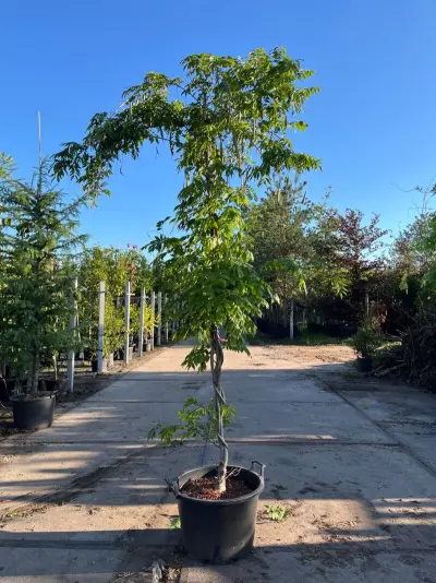 4x Blauweregen, Wisteria 'Prolific', klimplant, blauwe bloei, ca. 2.5-3 m hoog – kavel bij Onlineveilingmeester, Ederveen