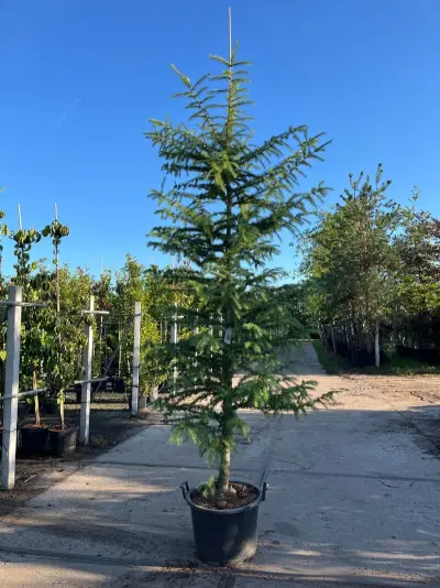 Hybride lork, Larix Marschlinsii, geveerd, blauwgroen, ca. 3 m hoog – kavel bij Onlineveilingmeester, Ederveen