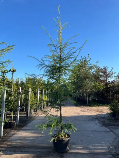 5x Hybride lork, Larix Marschlinsii, geveerd, blauwgroen, ca. 3 m hoog – kavel bij Onlineveilingmeester, Ederveen