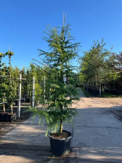 3x Hybride lork, Larix Marschlinsii, geveerd, blauwgroen, ca. 3 m hoog – kavel bij Onlineveilingmeester, Ederveen