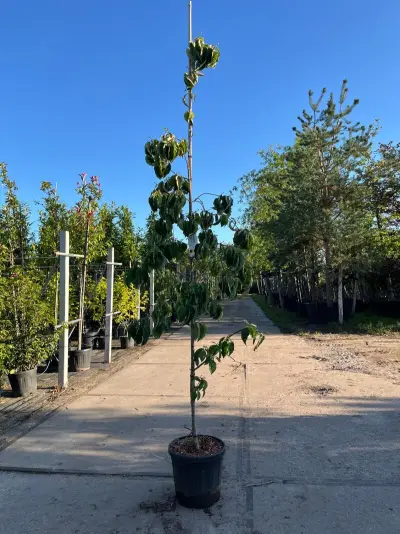 Grootbloemige kornoelje, Cornus 'Eddie's White Wonder', bloesemboom, witte bloei, ca. 2-2.5 m hoog – kavel bij Onlineveilingmeester, Ederveen