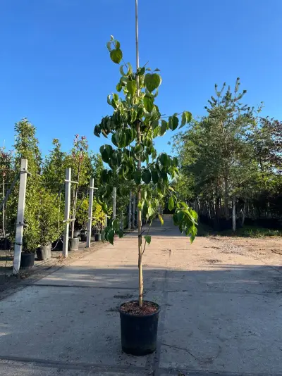 2x Grootbloemige kornoelje, Cornus 'Eddie's White Wonder', bloesemboom, witte bloei, ca. 2-2.5 m hoog – kavel bij Onlineveilingmeester, Ederveen