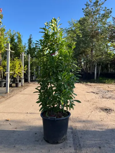 6x Laurierkers, Prunus 'Novita', haagplant, wintergroen, ca. 100-150 cm hoog – kavel bij Onlineveilingmeester, Ederveen